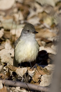 Ash-throated Flycatcher