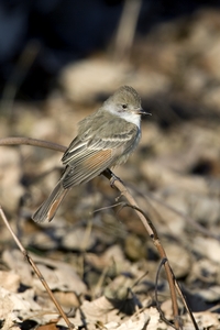 Ash-throated Flycatcher