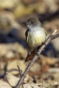 Ash-throated Flycatcher