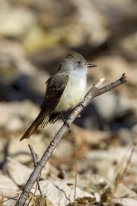 Ash-throated Flycatcher