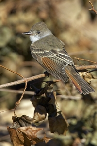Ash-throated Flycatcher