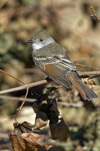 Ash-throated Flycatcher