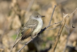 Ash-throated Flycatcher