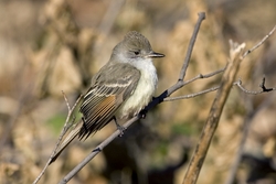 Ash-throated Flycatcher