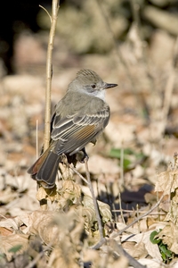 Ash-throated Flycatcher