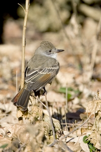 Ash-throated Flycatcher
