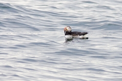 Atlantic Puffin