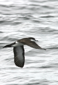 Audubons Shearwater