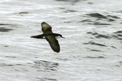 Audubons Shearwater