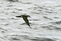 Audubons Shearwater