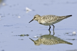 Bairds Sandpiper