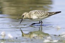 Bairds Sandpiper