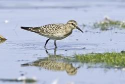 Bairds Sandpiper
