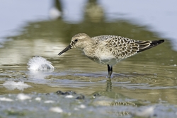 Bairds Sandpiper