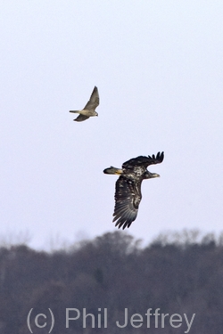 Bald Eagle