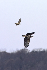 Bald Eagle