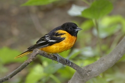 Baltimore Oriole