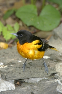 Baltimore Oriole