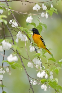 Baltimore Oriole