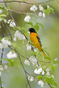 Baltimore Oriole