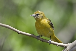 Baltimore Oriole