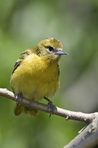 Baltimore Oriole
