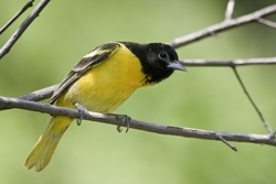 Baltimore Oriole