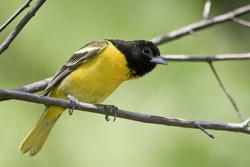 Baltimore Oriole