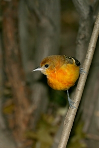 Baltimore Oriole