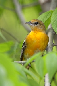 Baltimore Oriole