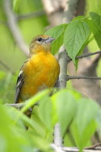Baltimore Oriole