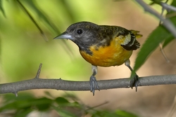 Baltimore Oriole