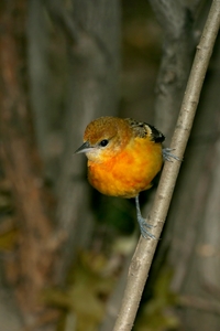 Baltimore Oriole