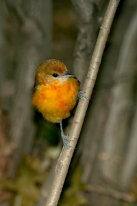 Baltimore Oriole