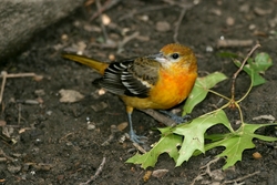Baltimore Oriole