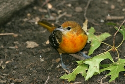 Baltimore Oriole