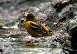 Baltimore Oriole