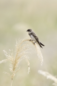 Bank Swallow