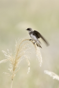 Bank Swallow