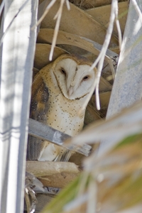 Barn Owl