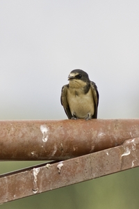 Barn Swallow