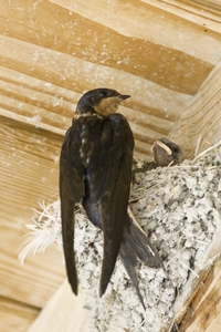 Barn Swallow