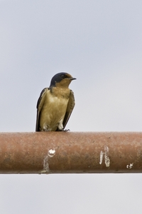 Barn Swallow