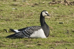Barnacle Goose