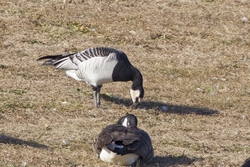 Barnacle Goose
