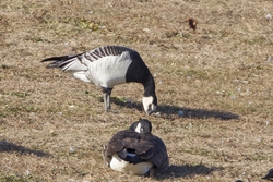 Barnacle Goose