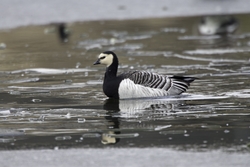 Barnacle Goose