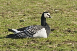 Barnacle Goose