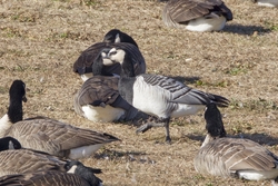 Barnacle Goose