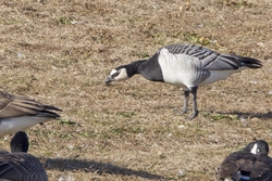 Barnacle Goose
